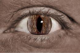 wooden eye Picture